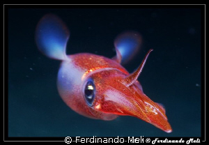 A very fast squid escape in the night. by Ferdinando Meli 